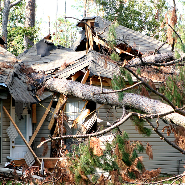 A tree has fallen through a house after a hurricane