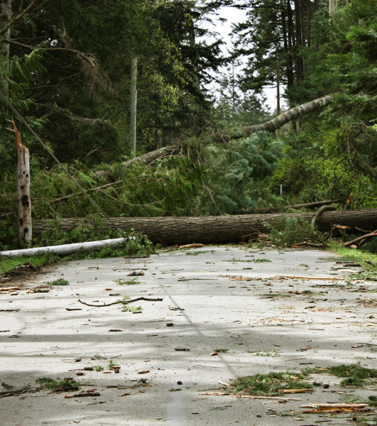 A fallen tree blocks the road and has taken down powerlines after a hurricane