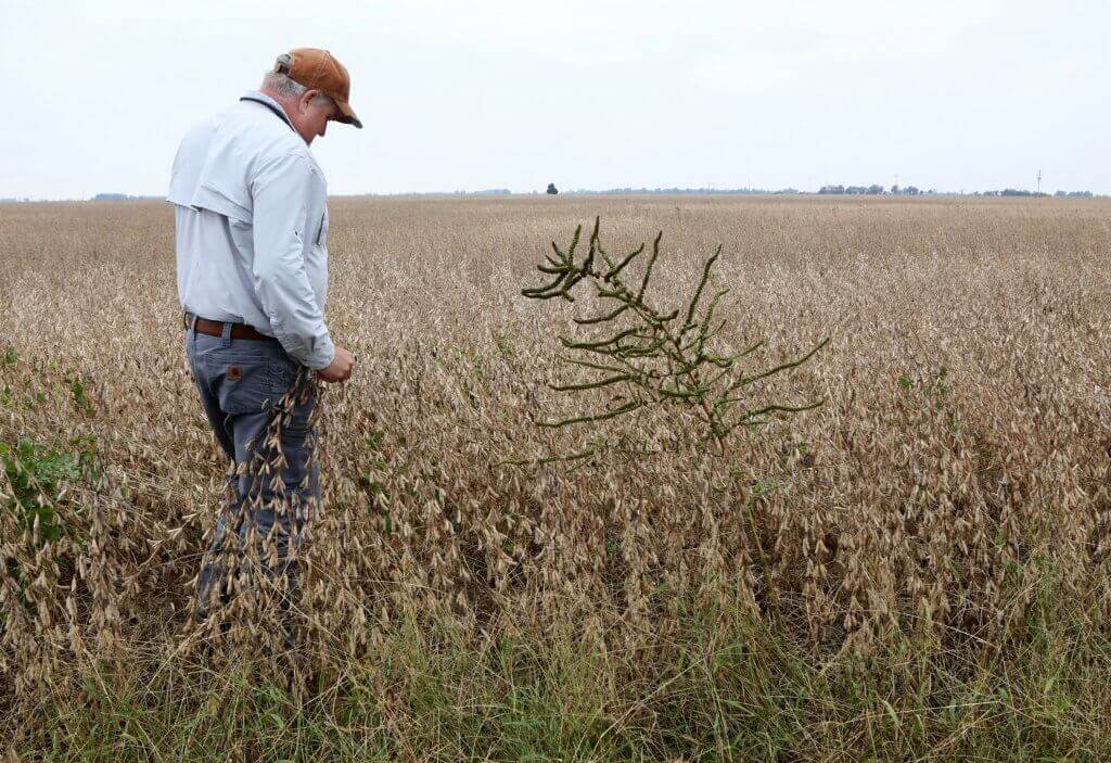 Farmer in Field