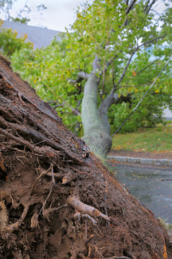 The weather can leave debris, like downed trees, creating hazardous road conditions.