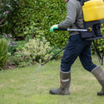 Gardener horticulturalist spraying weed killer on lawn - garden maintenance