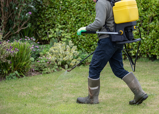 A gardener wearing a spraying tank filled with the hazardous herbicide Paraquat sprays someone's yard.