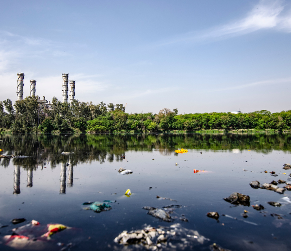 garbage floating in water in front of plant