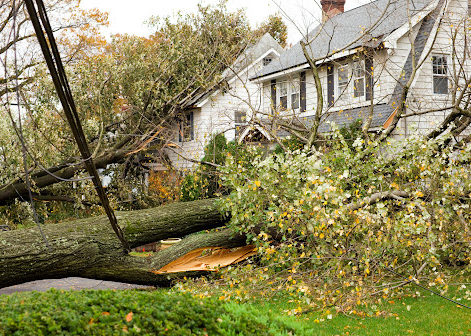 A large tree fallen against a house after a hurricane.