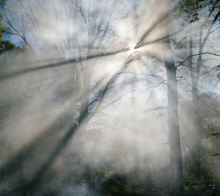 Smoke from an open burn pit filters through the trees in a forest near Colfax, Louisiana