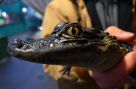 A closeup of someone holding a baby alligator
