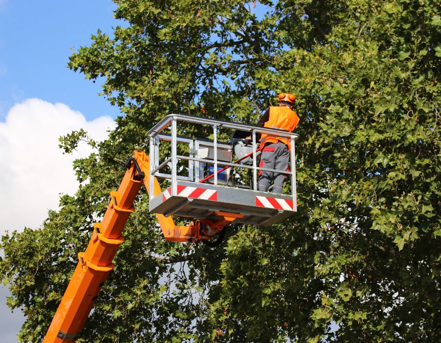 tree service worker in an orange vest cutting branches from tree