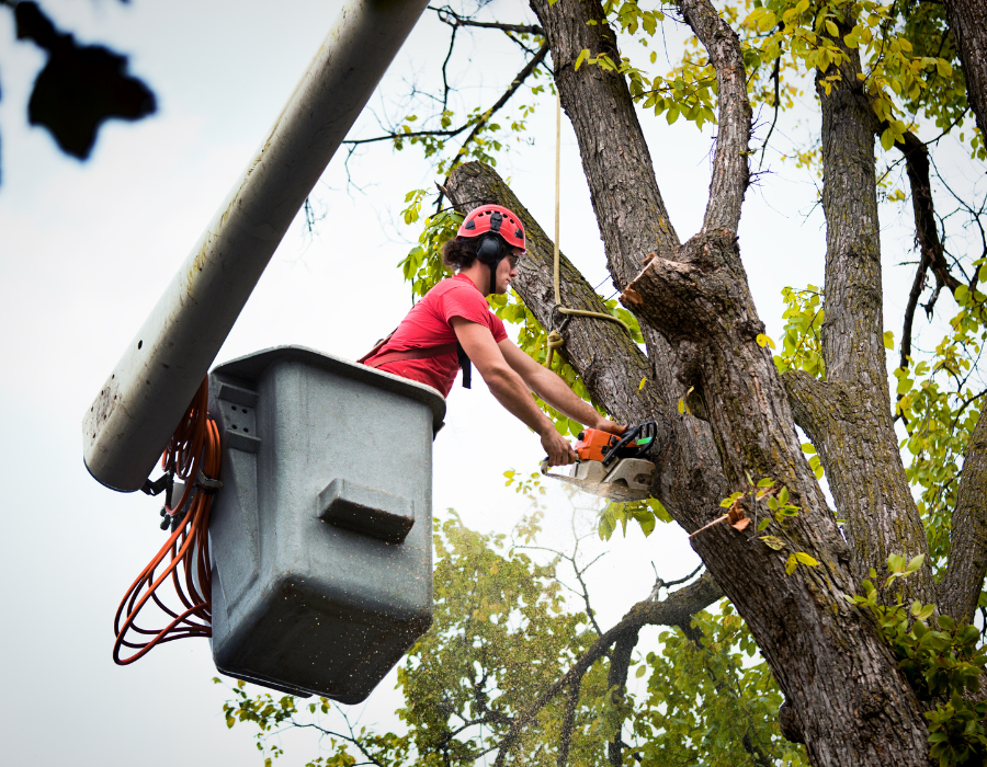 Tree service worker cutting branches off tree while leaning too far over crane bucket