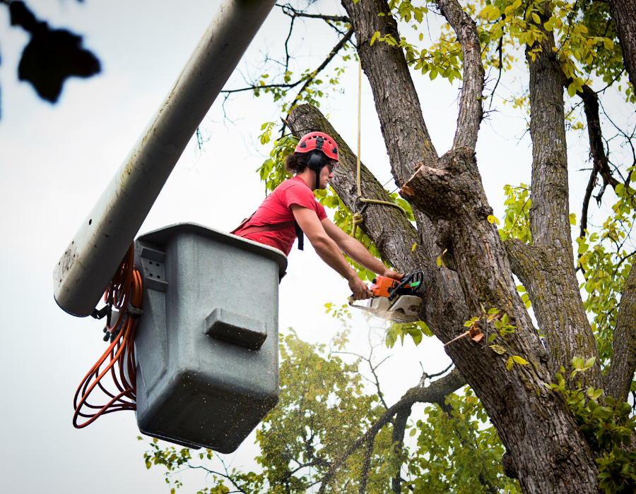 Trabajador del servicio de árboles cortando ramas de un árbol mientras se inclinaba demasiado sobre la cuchara de la grúa.