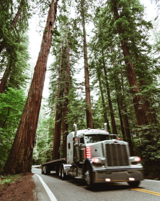 truck with bed driving through forest