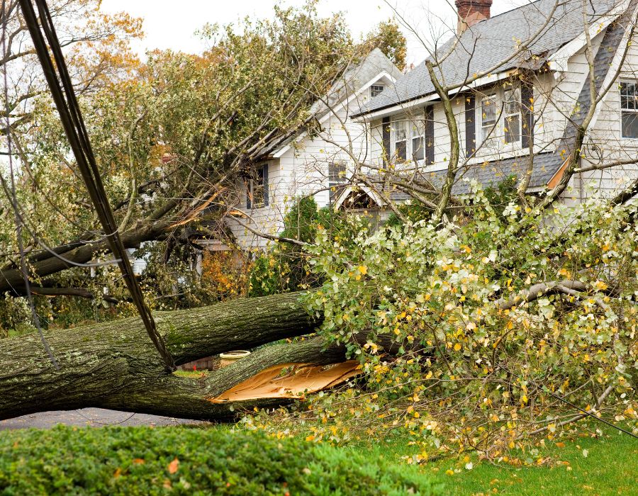 tree down on and infront of house