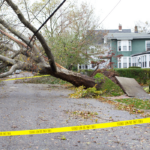 tree fallen over and uprooted after hurricane