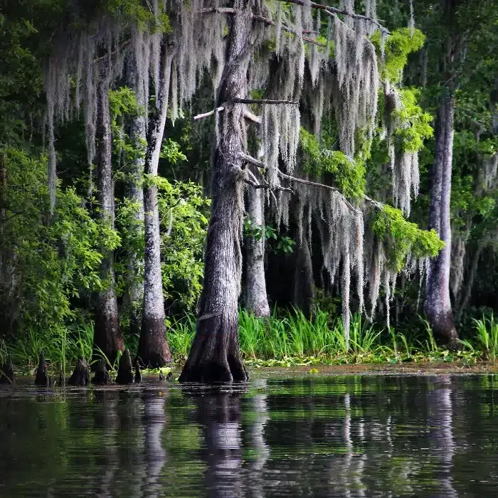 Denham Springs scenery